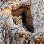 OwlMomNest-51.jpg
