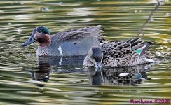 DSC_4212_001.JPG