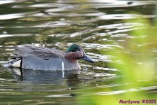 DSC_4236_001.JPG