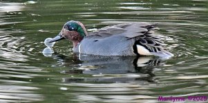 DSC_4241_001.JPG