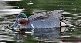 DSC_4246_001.JPG