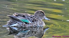DSC_4272_001.JPG