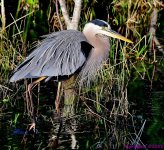 DSC_4322_001.JPG