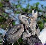 DSC_4351_001.JPG