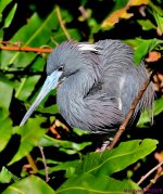 DSC_4411_001.JPG