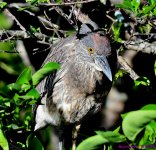 DSC_4421_001.JPG