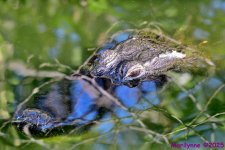 DSC_4429_001.JPG