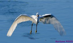 DSC_4436_001.JPG