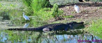 DSC_4446_stitch_001.JPG