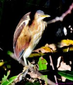 DSC_4473_001.JPG