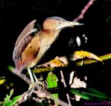 DSC_4479_001.JPG