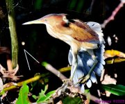 DSC_4483_001.JPG