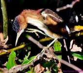 DSC_4487_001.JPG