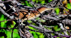 DSC_4524_001.JPG