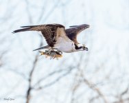 OspreyFish-54.jpg