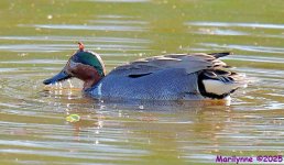 DSC_4534_001.JPG