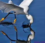 DSC_4539_001.JPG