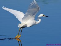 DSC_4580_001.JPG