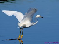 DSC_4582_001.JPG
