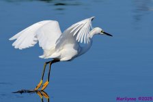 DSC_4584_001.JPG