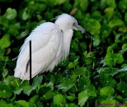 DSC_4638_001.JPG