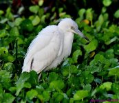 DSC_4639_001.JPG
