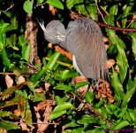 DSC_4655_001.JPG