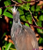 DSC_4661_001.JPG
