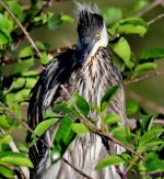 DSC_4687_001.JPG