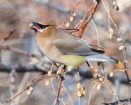 CedarWaxwingEating-53.jpg