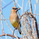 CedarWaxwing-54.jpg