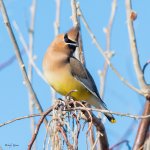 CedarWaxwing-55.jpg