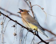 CedarWaxwing-56.jpg