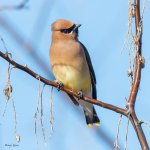 CedarWaxwing-57.jpg