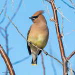 CedarWaxwing-58.jpg