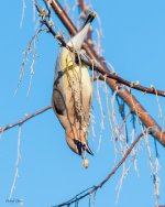 CedarWaxwing-59.jpg