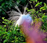 DSC_4736_001.JPG
