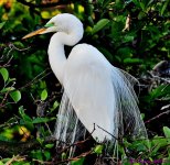 DSC_4785_001.JPG