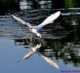 DSC_4836_001.JPG