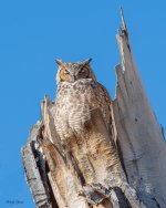 OwlMomNest-59.jpg