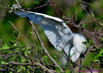 DSC_4936_001.JPG