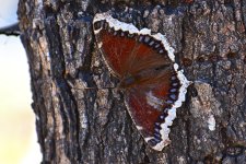 560_0171R_L_cr_sm.jpg
