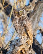 OwlMomPerched-65.jpg