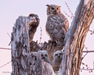 OwlMomNestPinkish-59.jpg