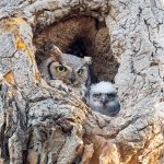 OwlMomOwlet-59.jpg