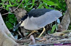 DSC_5142_001.JPG