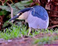 DSC_5147_001.JPG