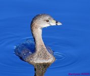 DSC_5162_001.JPG