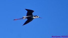 DSC_5173_001.JPG