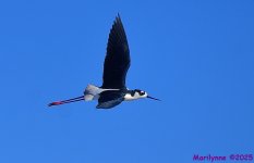 DSC_5174_001.JPG